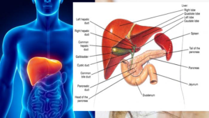 Organ Tubuh yang Bisa Kamu Donorkan Jika Kamu Berminat